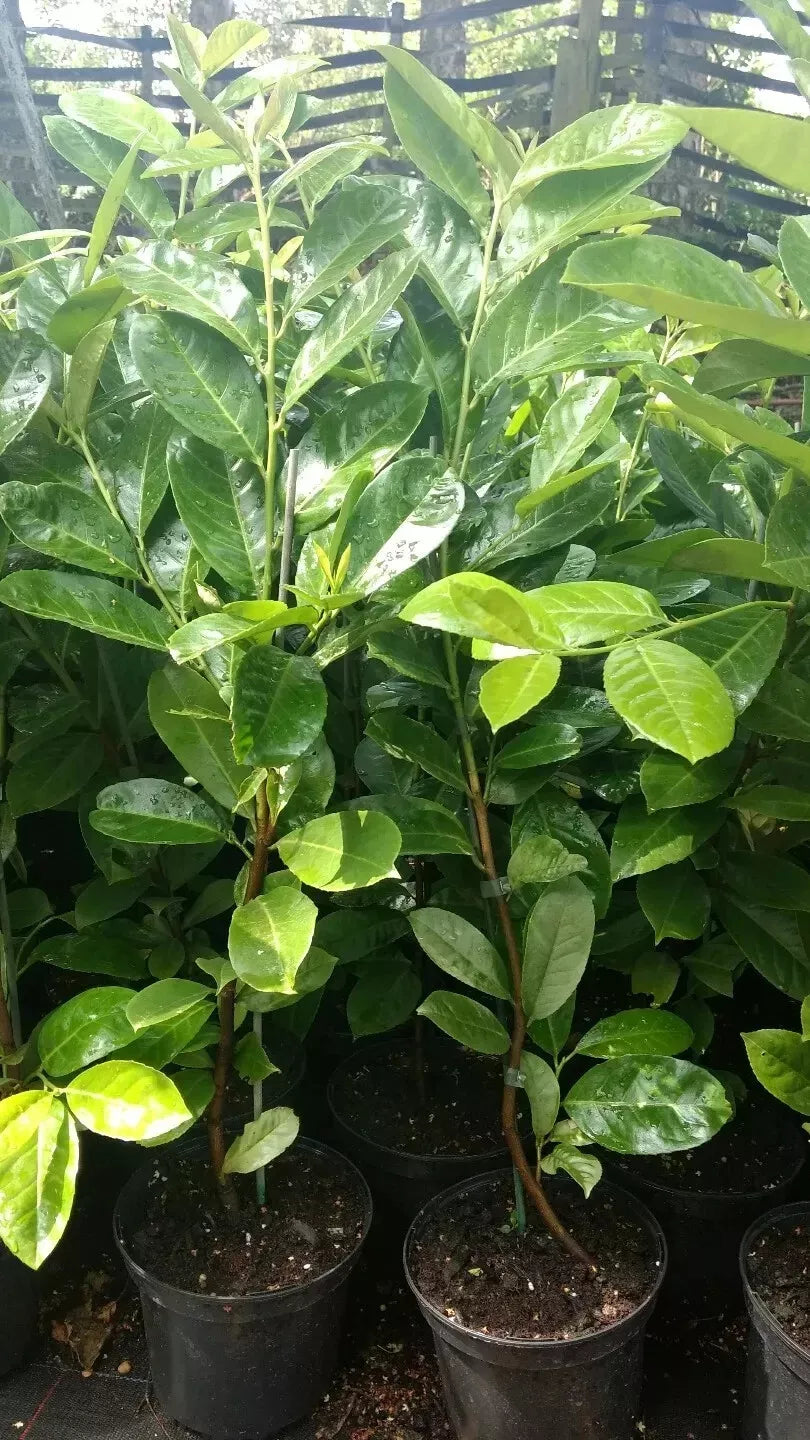 100 Cherry Laurel Hedging Evergreen Plants Fast Growing, 2-3ft Large 5 Litre Pots