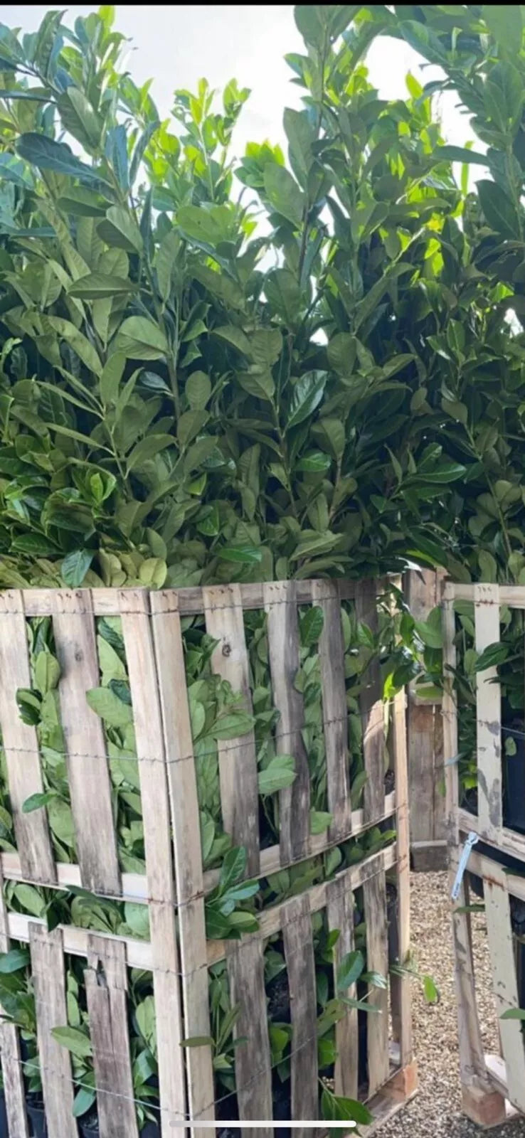 100 Cherry Laurel Hedging Evergreen Plants Fast Growing, 2-3ft Large 5 Litre Pots