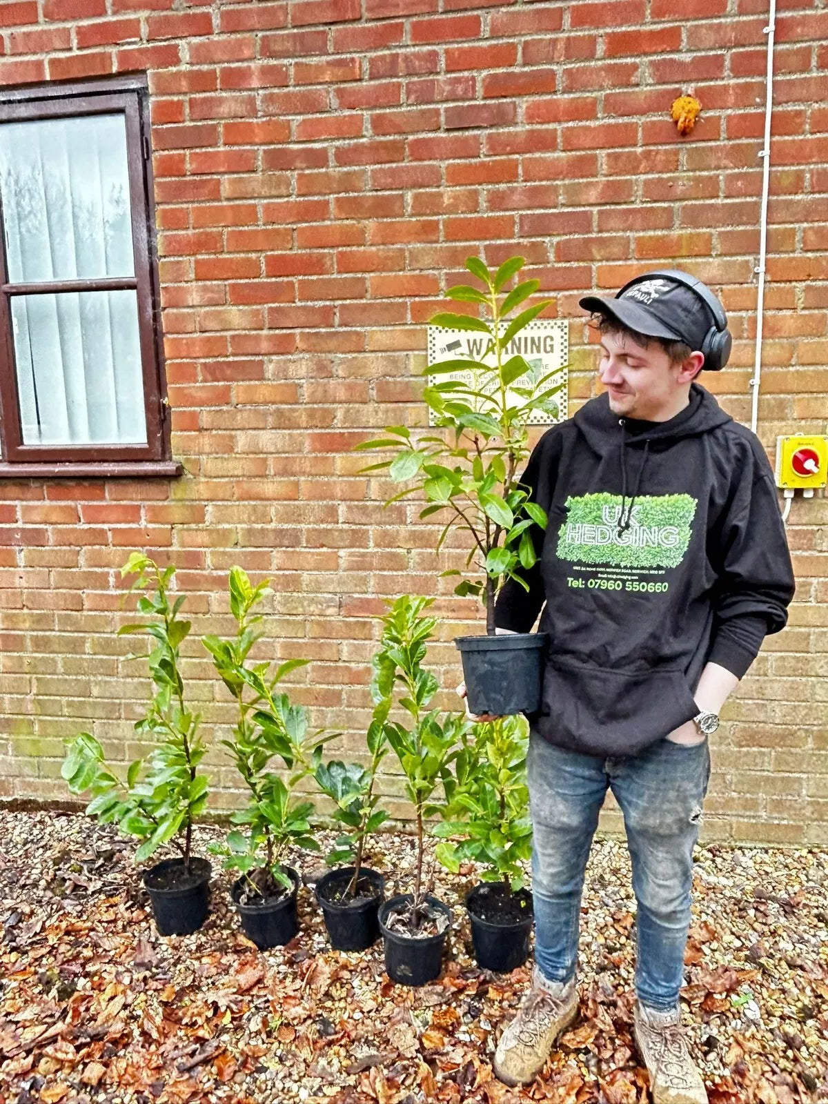 100 Cherry Laurel Hedging Evergreen Plants Fast Growing, 2-3ft Large 5 Litre Pots