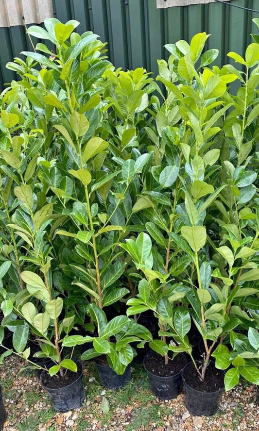100 Cherry Laurel Hedging Evergreen Plants Fast Growing, 3-4ft Large 5 Litre Pots