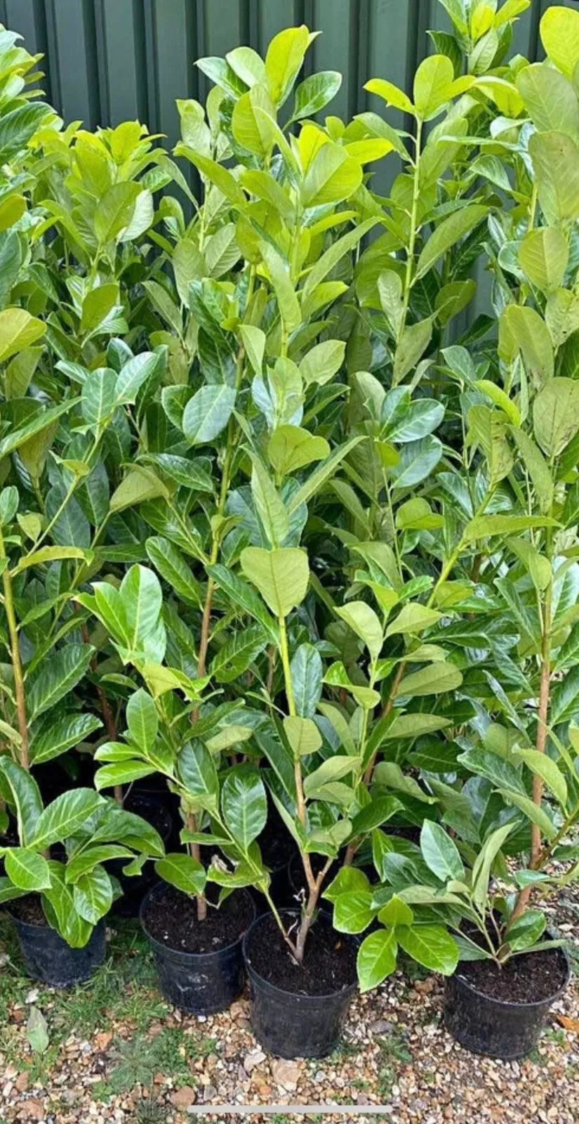 100 Cherry Laurel Hedging Evergreen Plants Fast Growing, 2-3ft Large 5 Litre Pots
