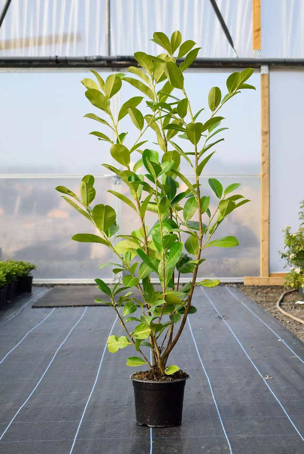 50 Cherry Laurel Hedging Evergreen Plants Fast Growing, 3-4ft Large 5 Litre Pots