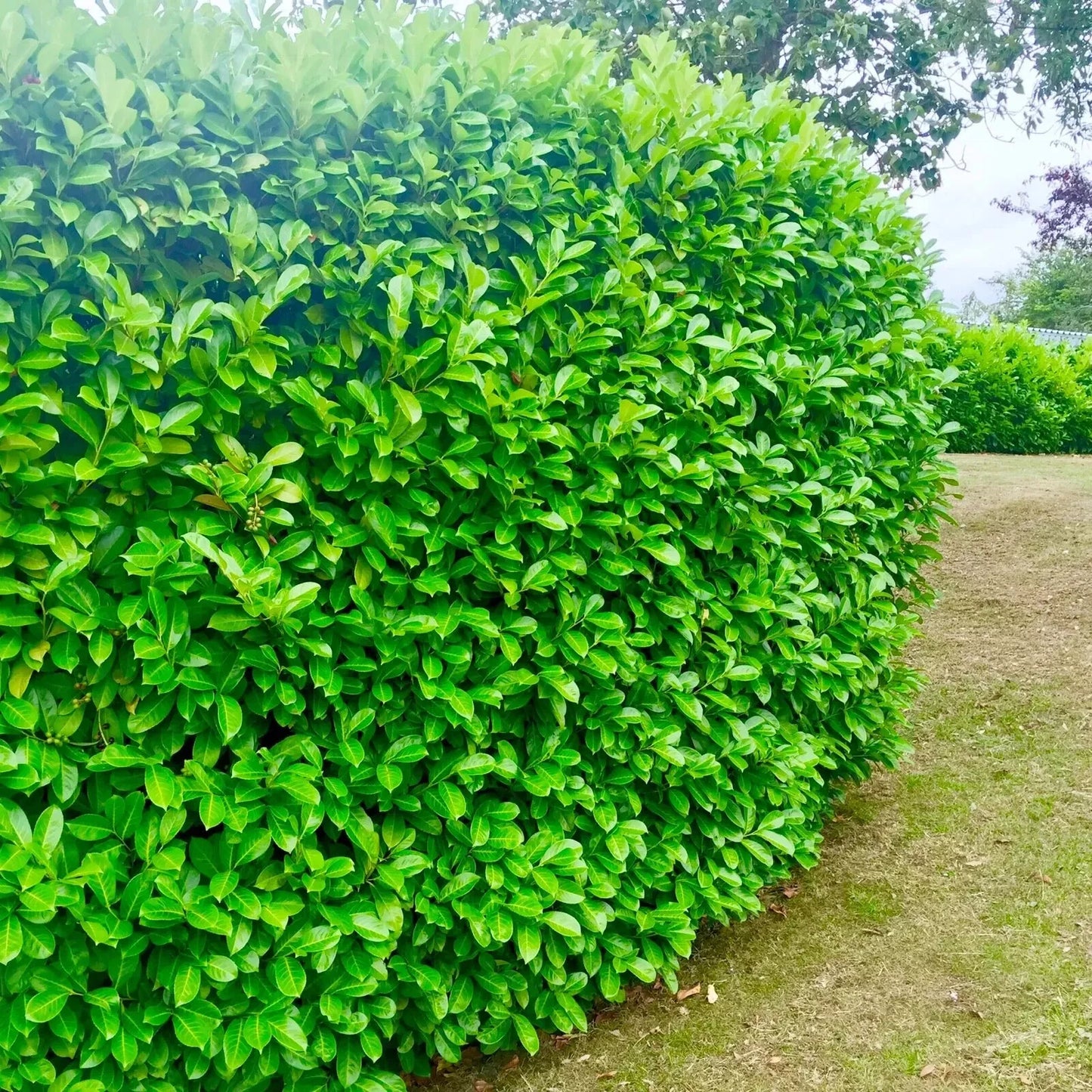 100 Cherry Laurel Hedging Evergreen Plants Fast Growing, 2-3ft Large 5 Litre Pots