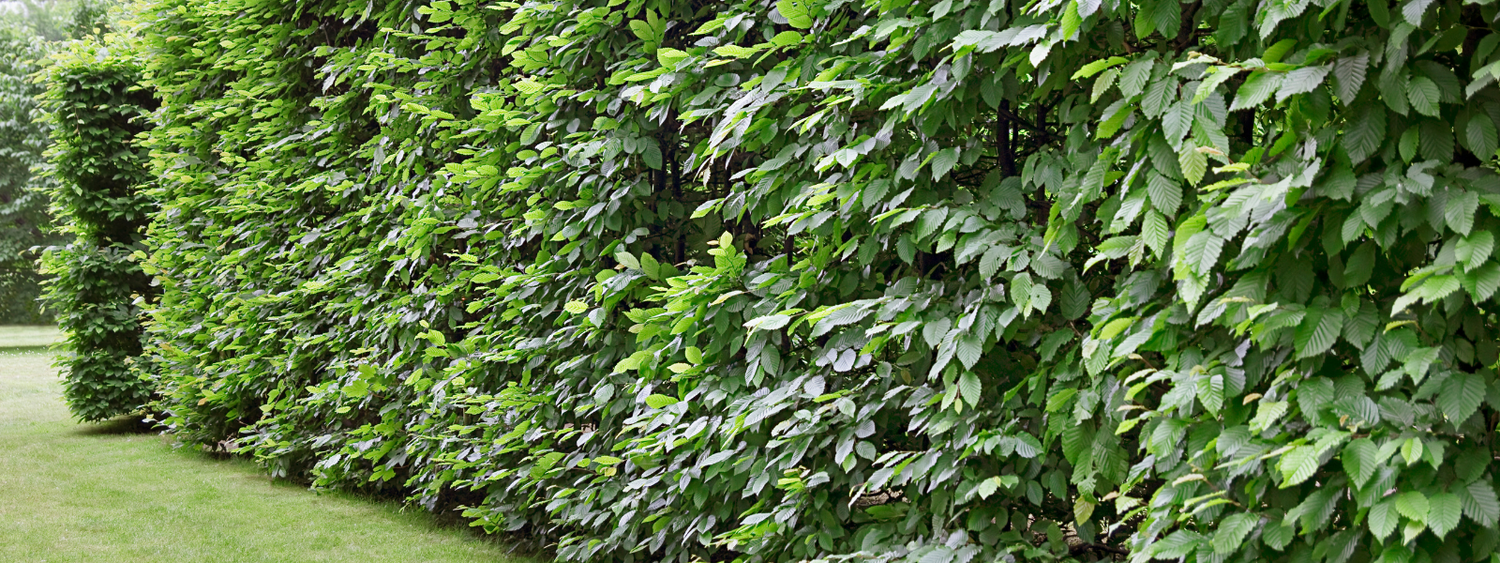 4-5ft Cherry Laurel Hedges