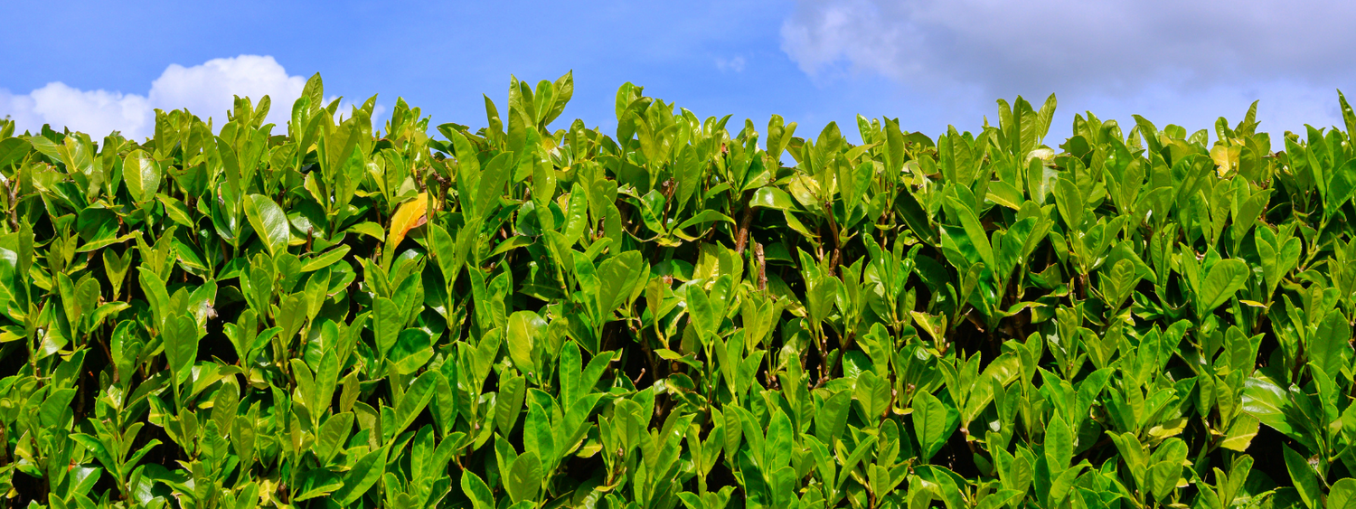 3-4ft Cherry Laurel Hedges