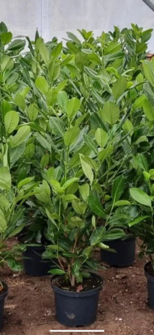 200 Cherry Laurel Hedging Evergreen Plants Fast Growing, 3-4ft Large 5 Litre Pots