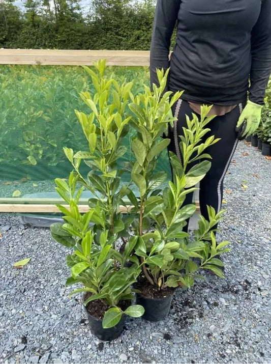 100 Cherry Laurel Hedging Evergreen Plants Fast Growing, 2-3ft Large 5 Litre Pots